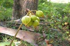 Tacca leontopetaloides